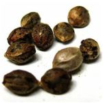 Семена марихуаны АК-47  (Seeds AK-47) в Светогорске